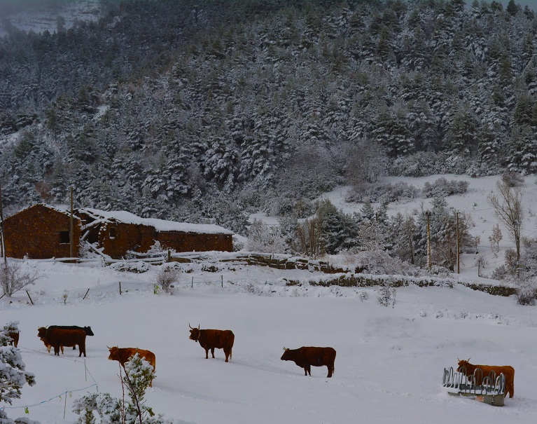 MeteoArticle: el bestiar i el fred del Pirineu