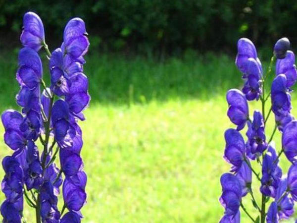 aconitum-napellus