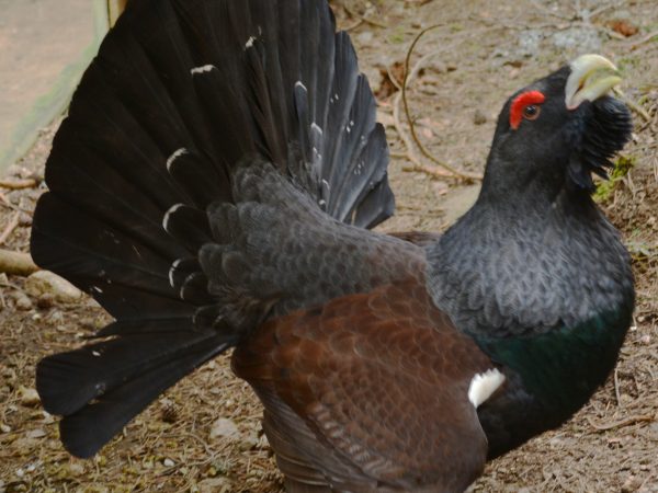 gall fer - meteopirineus catalans