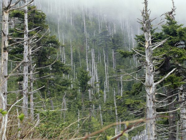 Acid rain damaged this forest on Mt. Mitchell in western North Carolina.