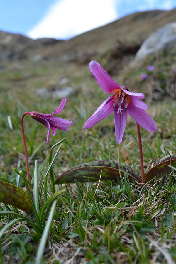 flors pirineu - meteopirineus